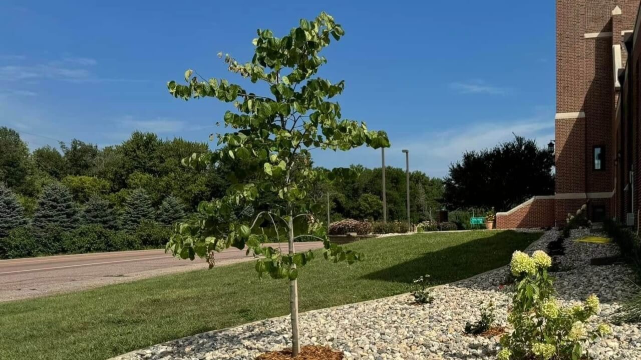 arborist service company