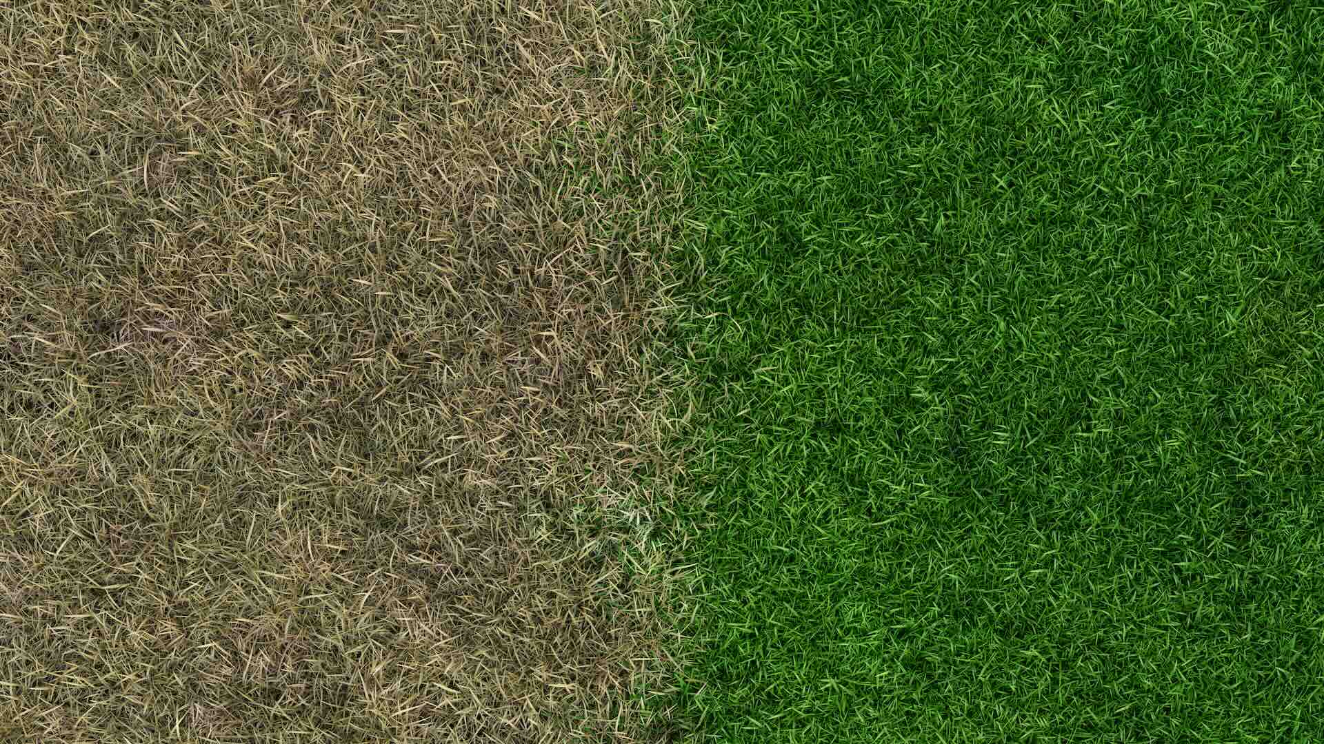 Lawn Fertilization Before and After Sioux Falls SD
